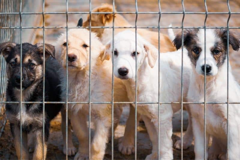 Dogs at animal shelter